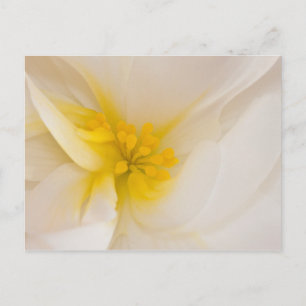 Carte Postale Bégonie blanche