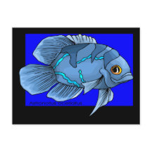 Bel Oscar bleu tropical