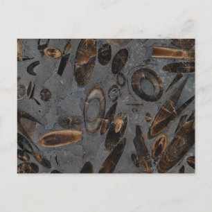 Carte Postale Belemnites