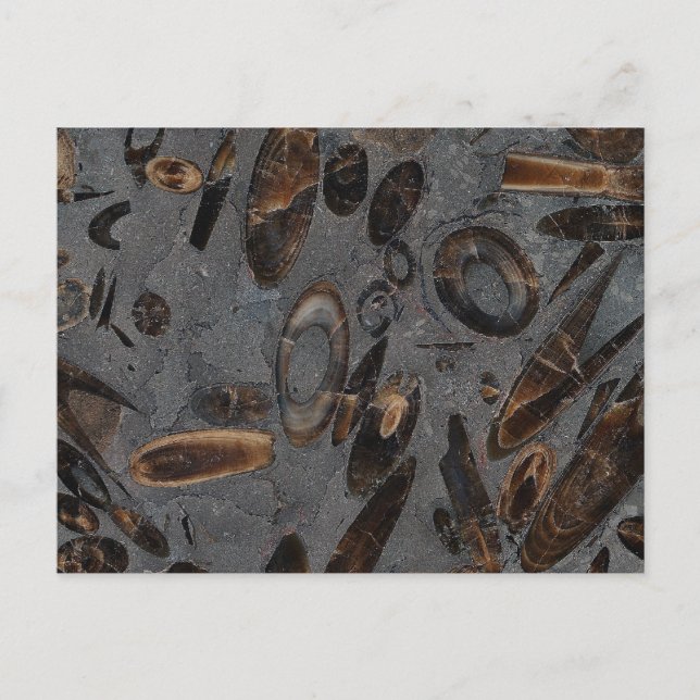 Carte Postale Belemnites (Devant)