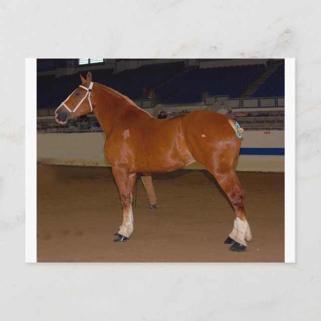 Carte Postale Belge dans le show ring (Devant)