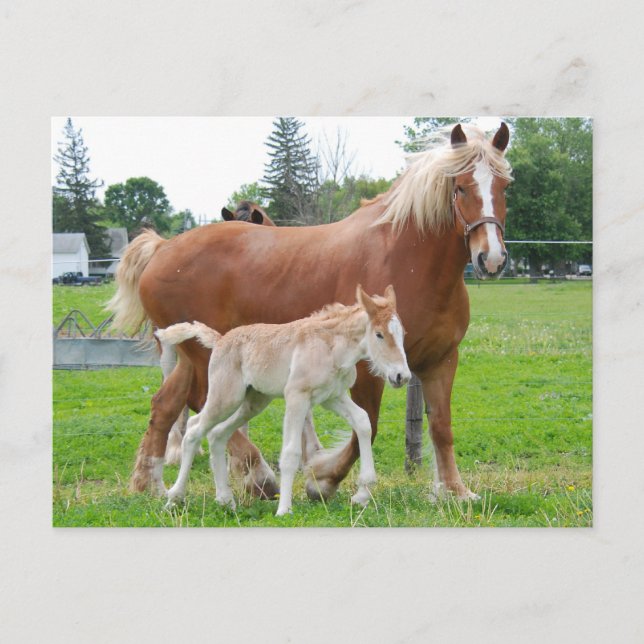 Carte Postale Belge Mare et Filly (Devant)