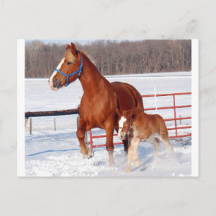 Carte Postale Belge Mare et Filly