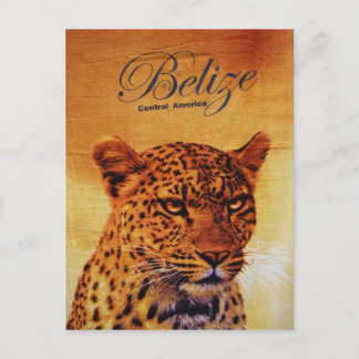 Carte Postale Belize Jaguar