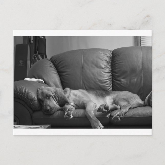 Carte Postale Bella (Devant)