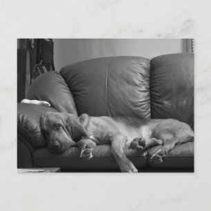 Carte Postale Bella Bloodhound Post Card