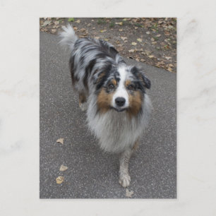 Carte Postale Belle Aussie multicolore