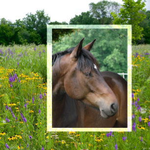 Carte Postale Belle Baie Horse