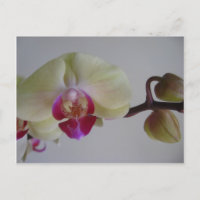 Belle Bébé Orchidées Jaunes