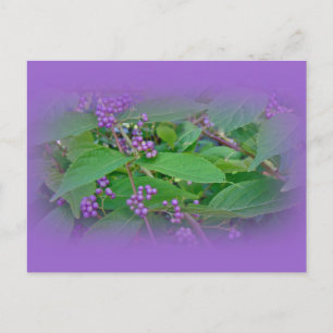 Carte Postale Belle-Belle américaine (Callicarpa americana)