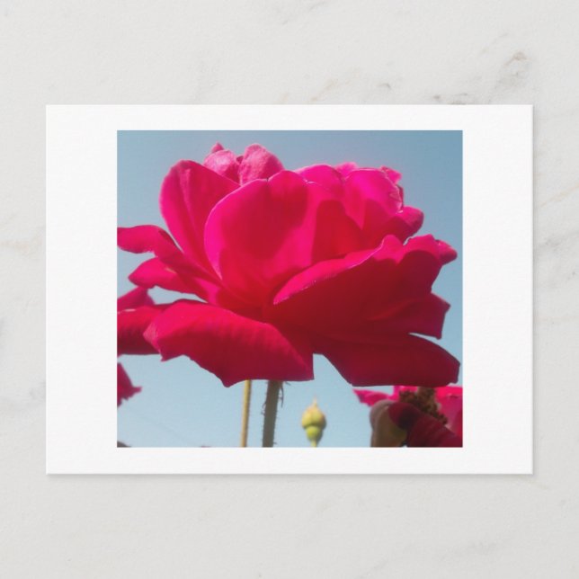 Carte Postale Belle belle Rose céleste rouge contre bleu (Devant)