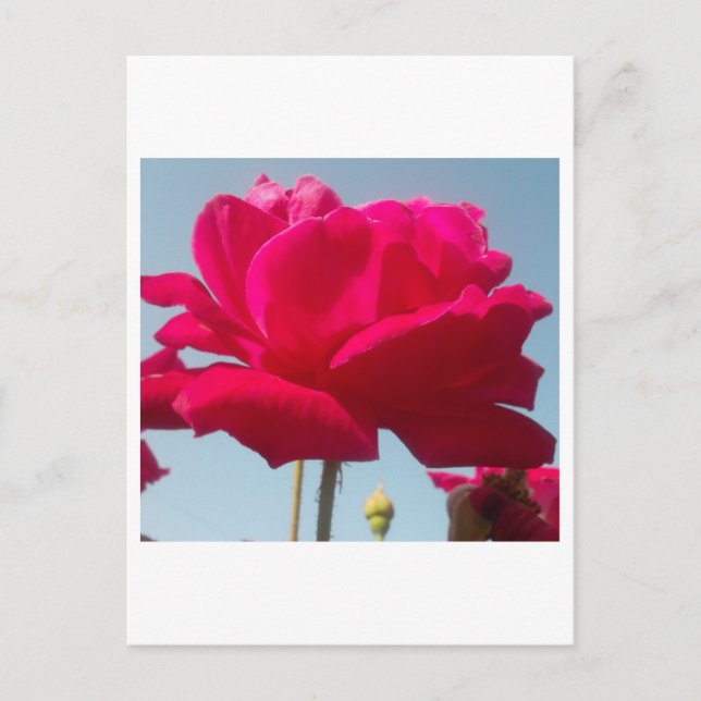 Carte Postale Belle belle Rose céleste rouge contre bleu (Devant)