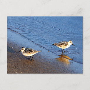 Carte Postale Belle Bleue Bleue Sandpiper Photo
