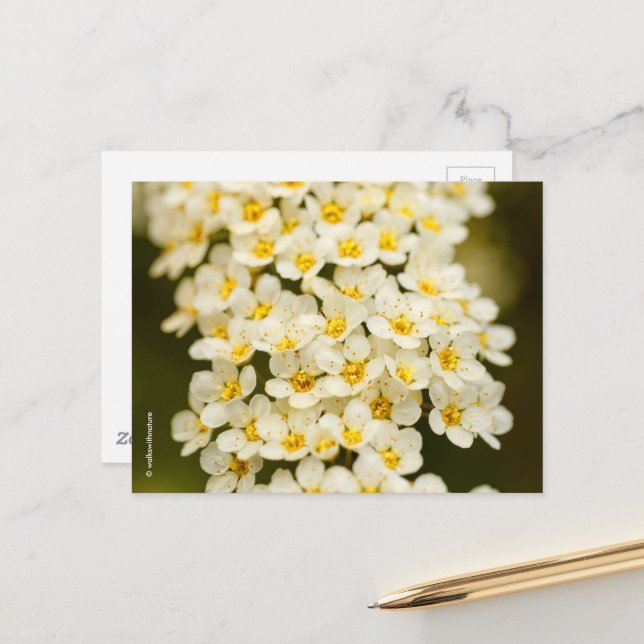 Carte Postale Belle Bridalwreath Florale Spiraea (Devant/Arrière en situation)