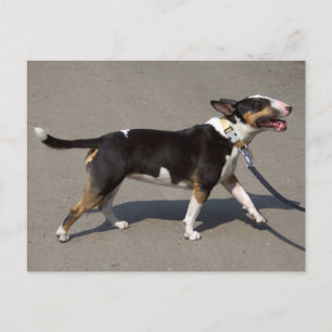 Carte Postale Belle Bullterrier Tricolore