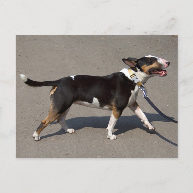 Carte Postale Belle Bullterrier Tricolore (Devant)