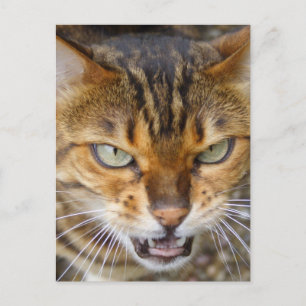 Carte Postale Belle Chat Bengale