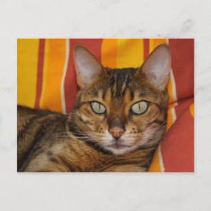 Carte Postale Belle Chat Bengale