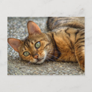 Carte Postale Belle Chat Bengale