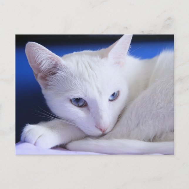 Carte Postale Belle Chat blanc / Ajouter la photo de votre anima (Devant)