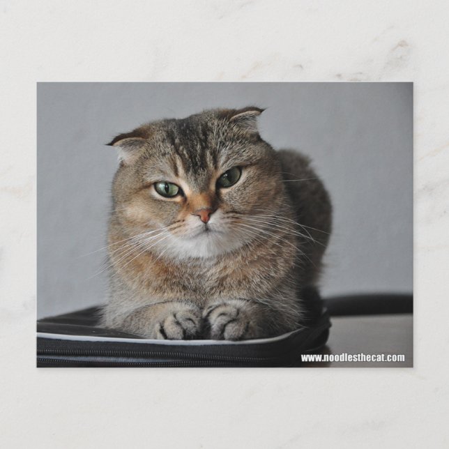 Carte Postale Belle chatte écossaise pli : comment allez-vous (Devant)