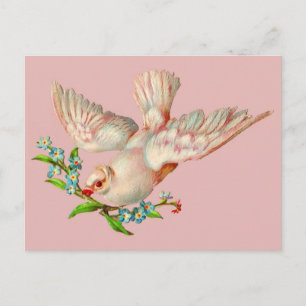 Carte Postale belle colombe blanche avec sprig dans la bouche