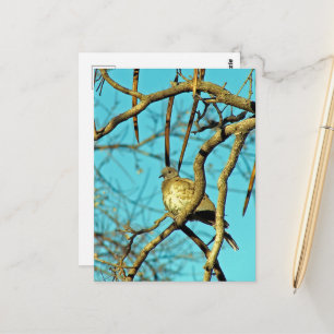 Carte Postale Belle colombe dans un arbre
