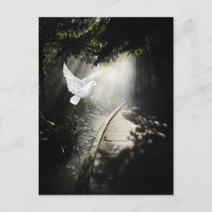 Carte Postale Belle colombe volante