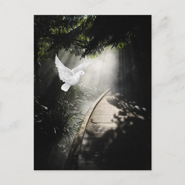 Carte Postale Belle colombe volante (Devant)