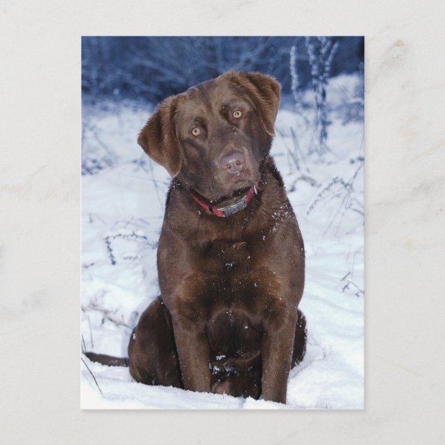 Carte Postale Belle conception de chien Brown (Devant)