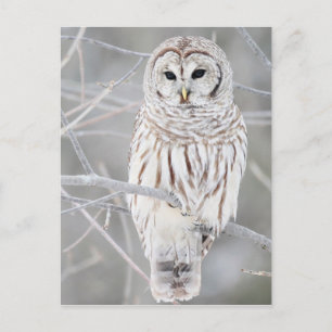 Carte Postale Belle conception de Chouette blanche