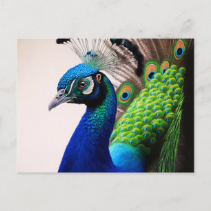 Carte Postale Belle couleur Peacock Paon Bird faune