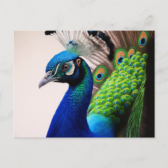 Carte Postale Belle couleur Peacock Paon Bird faune (Devant)