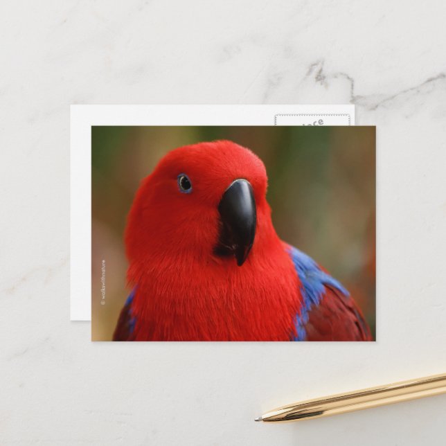 Carte Postale Belle "Dame en rouge" Eclectus Parrot (Devant/Arrière en situation)
