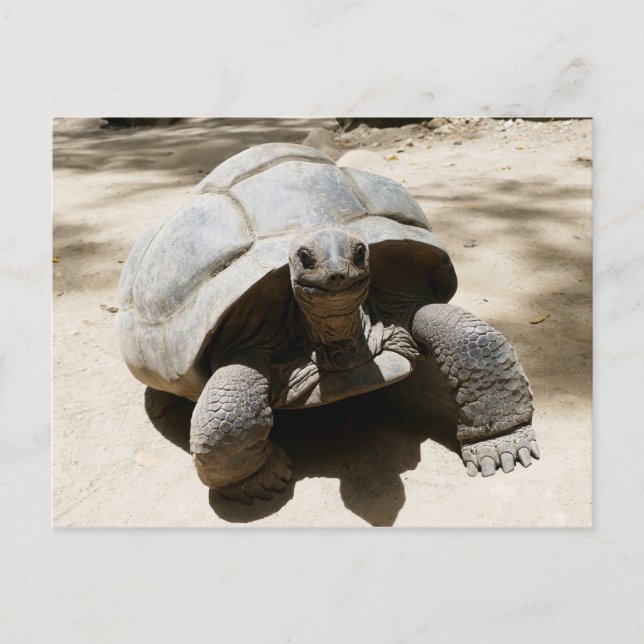 Carte Postale Belle et curieuse Tortue de plage (Devant)