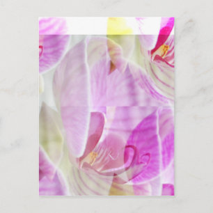 Carte Postale Belle et délicate orchidée florale