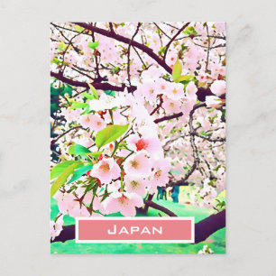 Carte Postale Belle fleur de cerisier rose Voyage au Japon
