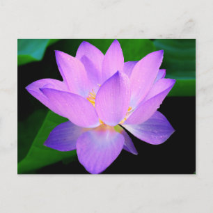 Carte Postale Belle fleur de lotus violet dans l'eau
