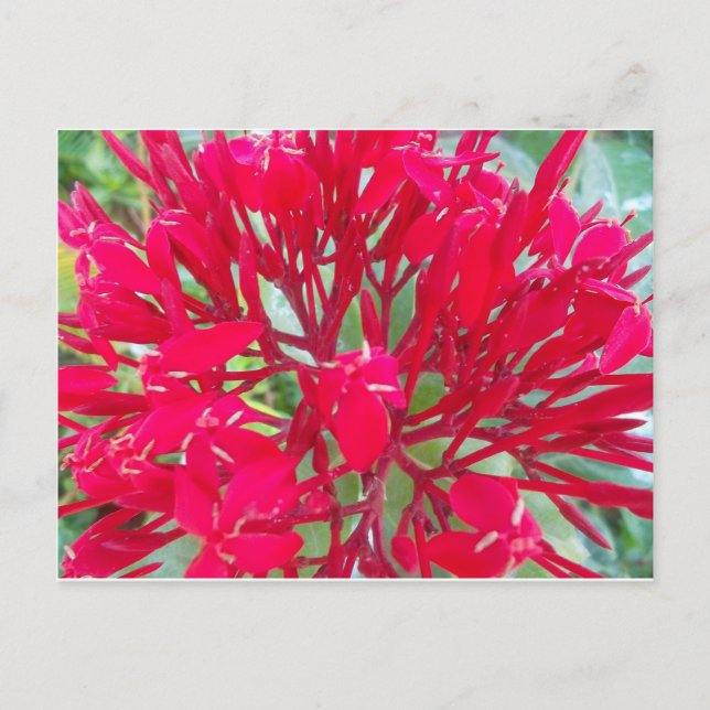 Carte Postale Belle fleur de sang Milkweed Art Imprimer/Graphiqu (Devant)