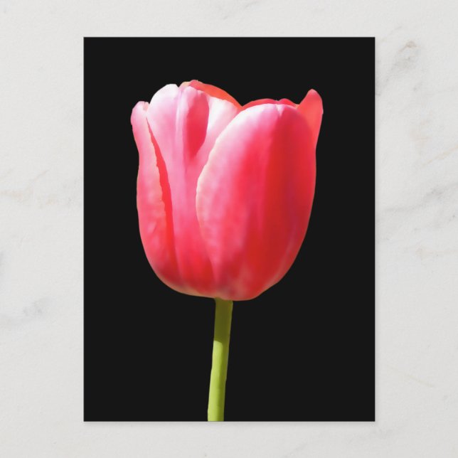 Carte Postale Belle fleur de tulipe unique (Devant)