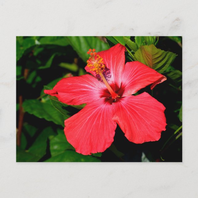 Carte Postale Belle Fleur d'Hibiscus Rouge (Devant)
