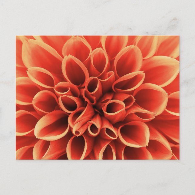 Carte Postale Belle Fleur Orange Dahlia (Devant)