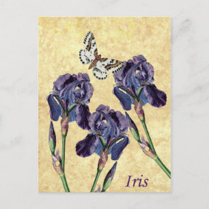 Carte Postale Belle Fleurs d'Iris pourpres et Papillon