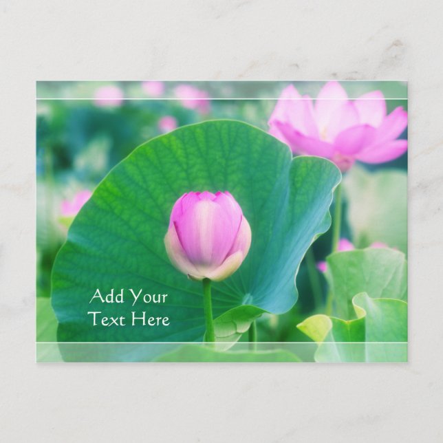 Carte Postale Belle floraison rose Lotus Bud Fleur verte feuille (Devant)
