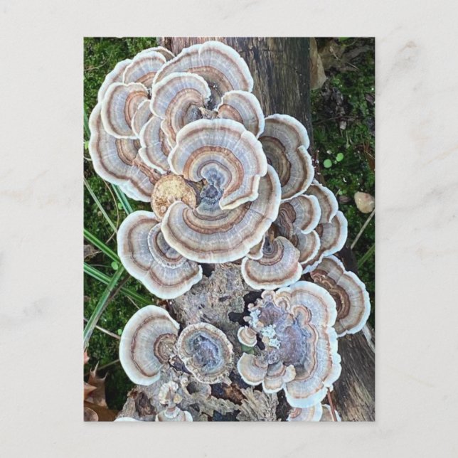 Carte Postale Belle folie de champignons (Devant)