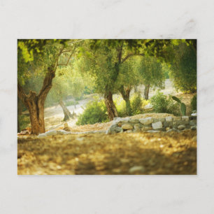 Carte Postale Belle Forêt