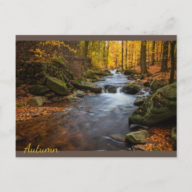 Carte Postale Belle forêt d'automne (Devant)
