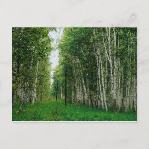 Carte Postale Belle forêt de bouleaux