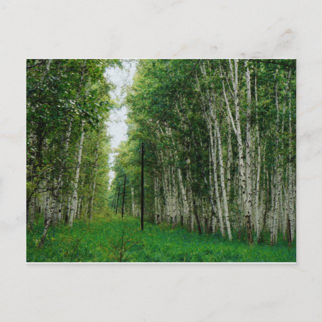 Carte Postale Belle forêt de bouleaux (Devant)