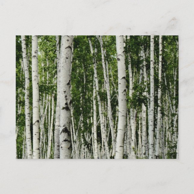 Carte Postale Belle forêt de bouleaux (Devant)
